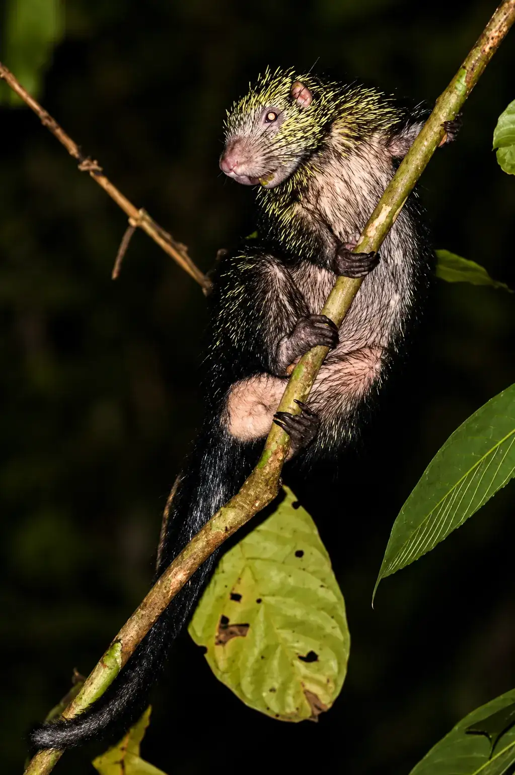 Biological Reserve Night Walk in Monteverde