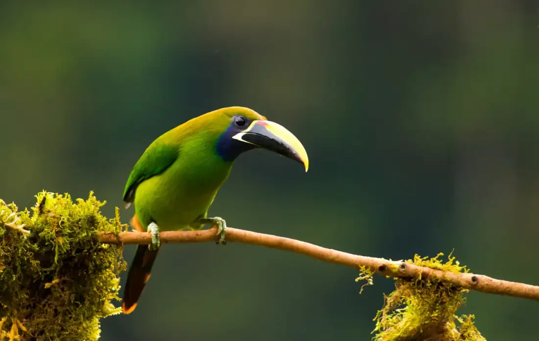 Birdwatching Tour in Monteverde