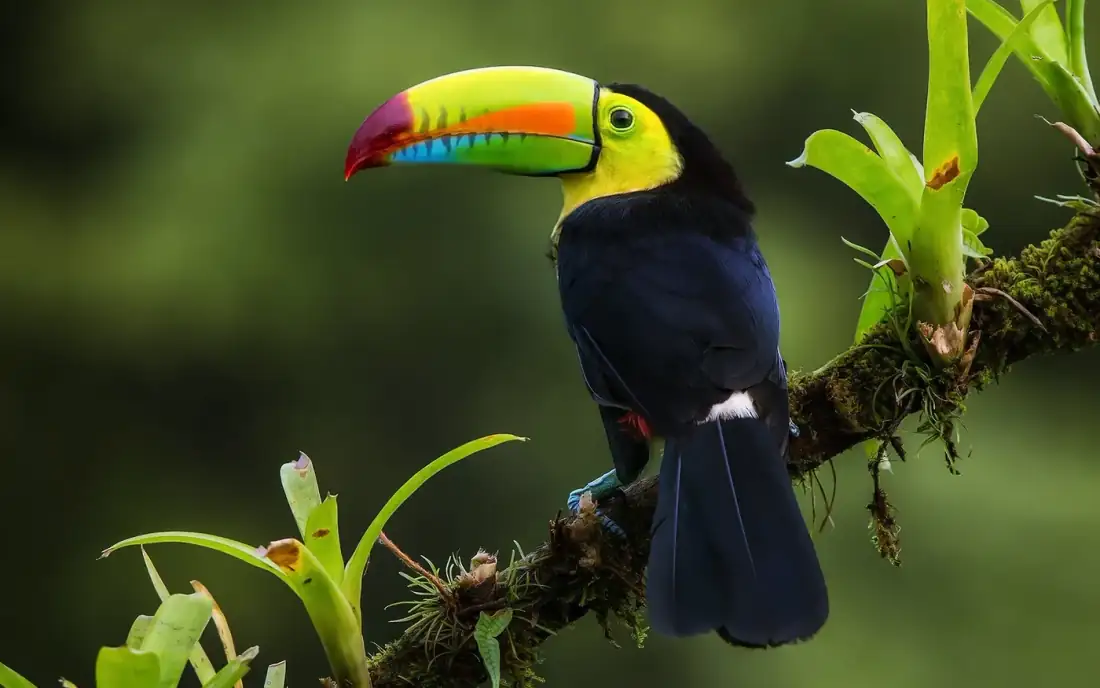 Birdwatching Tour in Monteverde