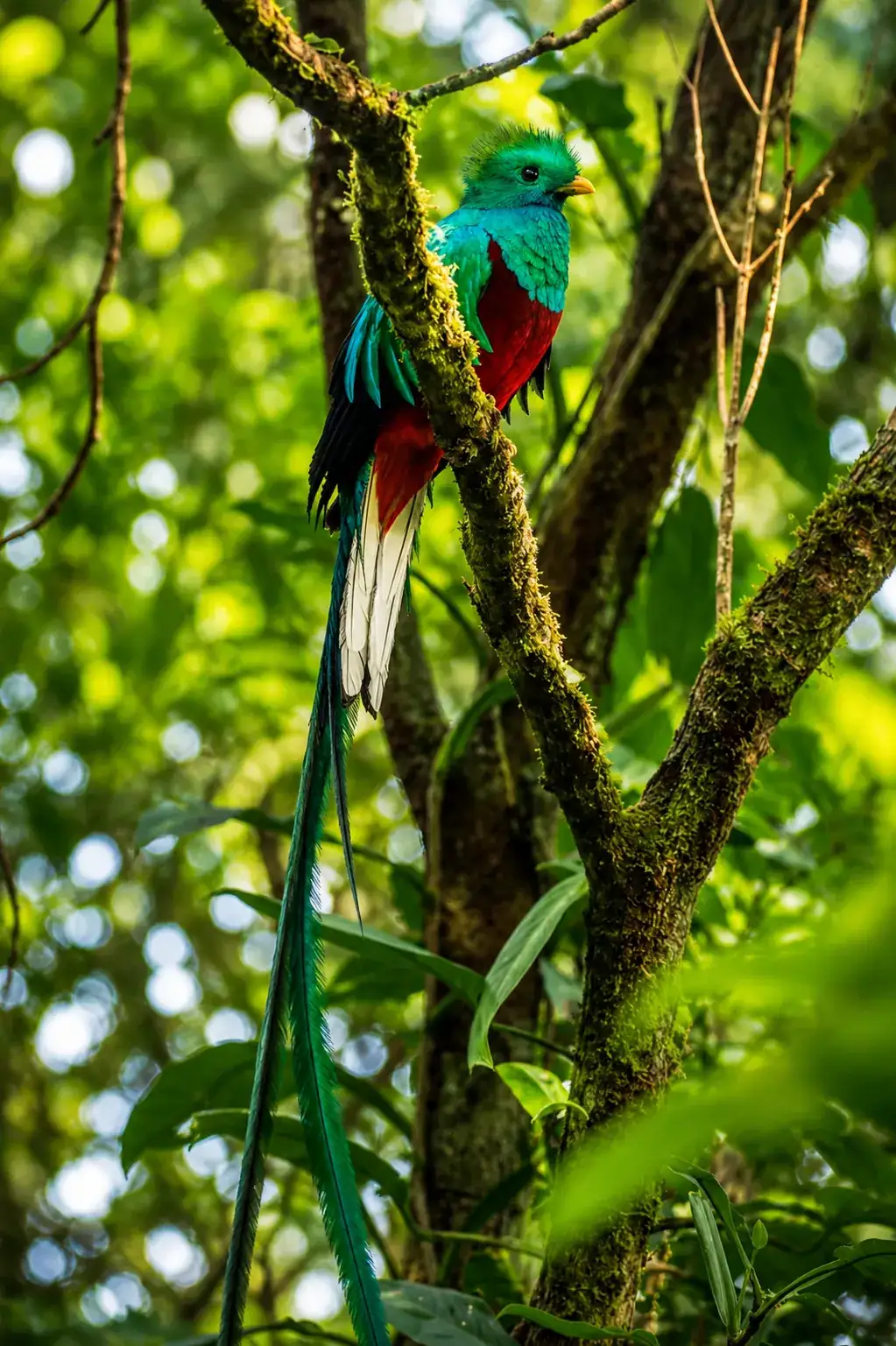 Cloud Forest Reserve Tour in Monteverde