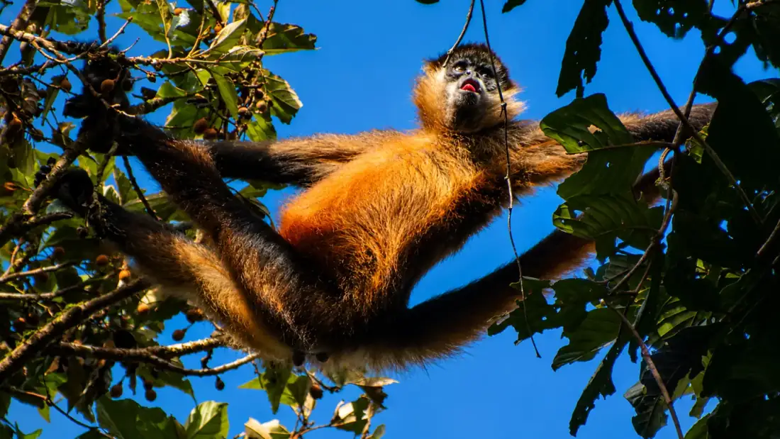 Nature Lovers Package in Monteverde