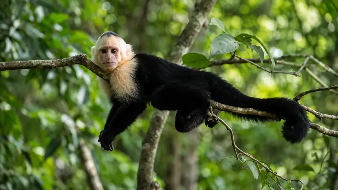 Special Wildlife Tour in Monteverde