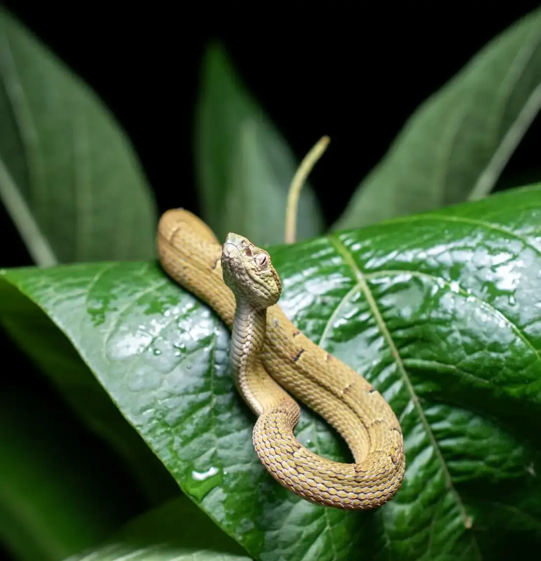 Thematic Package in Monteverde